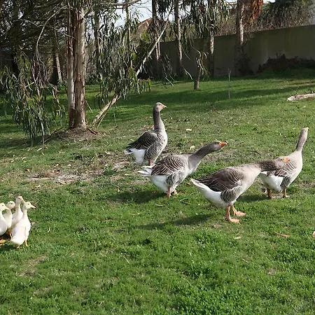 Quinta Da Eira Pensión *